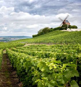 Champagne Vineyard