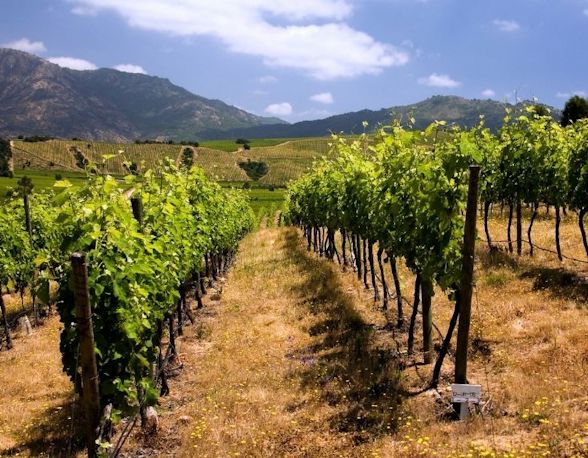 Chile_Vineyard