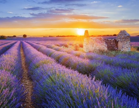 French_Lavendar