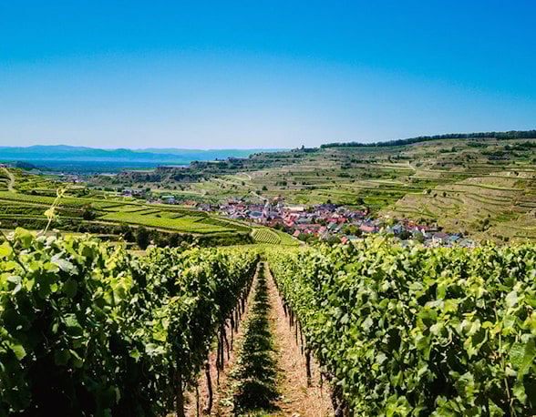 French red wines
