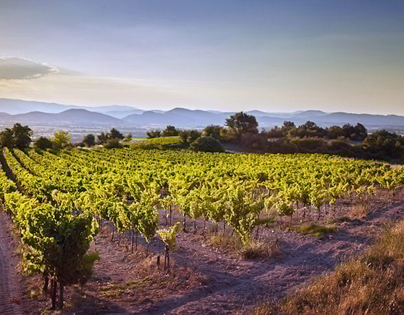 French white wines