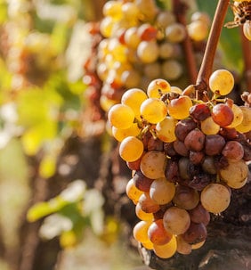 Sweet wine