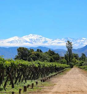 Mendoza Vineyard