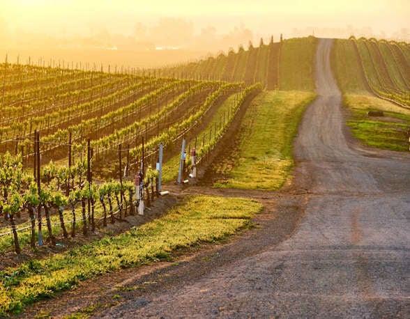 Napa_valley