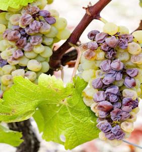 Noble Rot