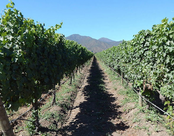 Organic wine